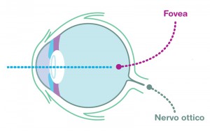 fovea